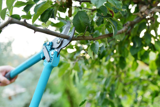 Best Tree Trimming Near Me  in Reston, VA